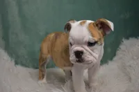 Winnie , a female English Bulldog for sale in Apple Creek, OH – 3 of 5