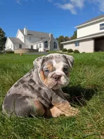 Pebbles , a female English Bulldog for sale in Apple Creek, OH – 5 of 6