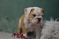 Maggie , a female English Bulldog for sale in Apple Creek, OH – 2 of 5