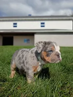 Pebbles , a female English Bulldog for sale in Apple Creek, OH – 2 of 6