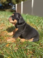Tank, a male English Bulldog for sale in Apple Creek, OH – 2 of 7