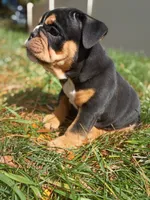 Tank, a male English Bulldog for sale in Apple Creek, OH – 5 of 7