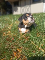 Tank, a male English Bulldog for sale in Apple Creek, OH – 3 of 7
