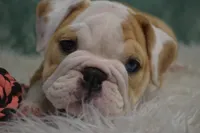 Maggie , a female English Bulldog for sale in Apple Creek, OH – 4 of 5