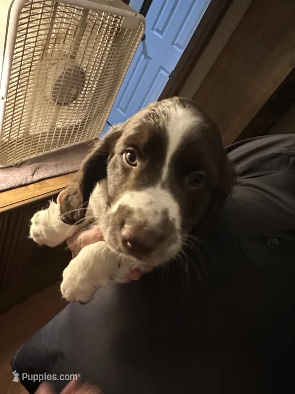 Not Named – English Springer Spaniel puppy for sale in Elgin, OK