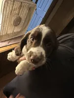 Not Named, a male English Springer Spaniel for sale in Elgin, OK – 1 of 1