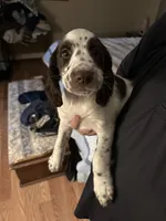 Not Named, a female English Springer Spaniel for sale in Elgin, OK – 1 of 1