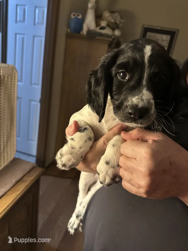 Not Named – English Springer Spaniel puppy for sale in Elgin, OK