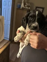 Not Named, a female English Springer Spaniel for sale in Elgin, OK – 1 of 1