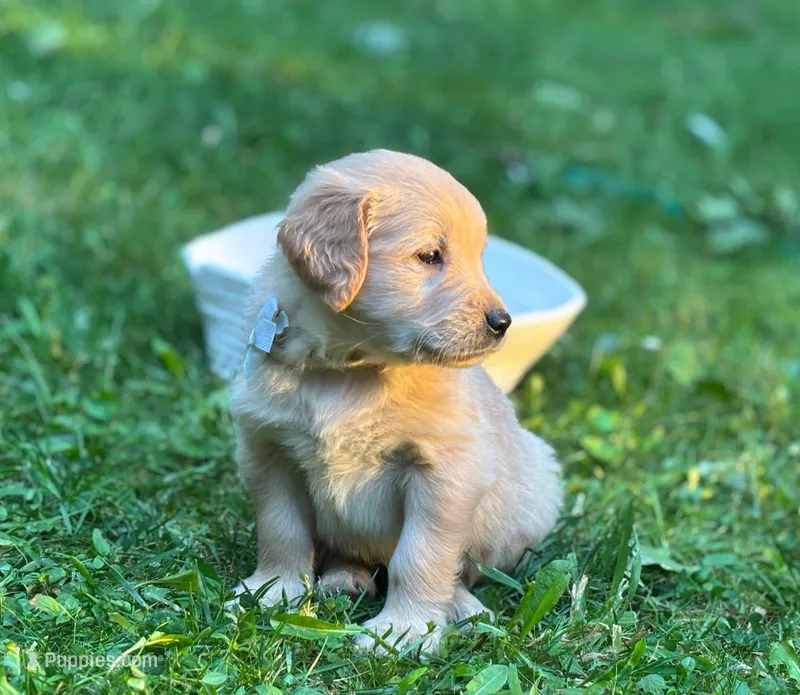 Casey – Golden Retriever puppy for sale in Grantsville, MD