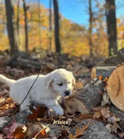 Jessica , a female English Cream Golden Retriever for sale in Grantsville, MD – 5 of 9