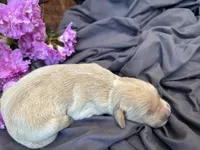Carrie, a female Golden Retriever for sale in Grantsville, MD – 3 of 4