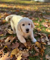 Jessica , a female English Cream Golden Retriever for sale in Grantsville, MD – 4 of 9