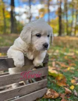 Korie , a female English Cream Golden Retriever for sale in Grantsville, MD – 3 of 9