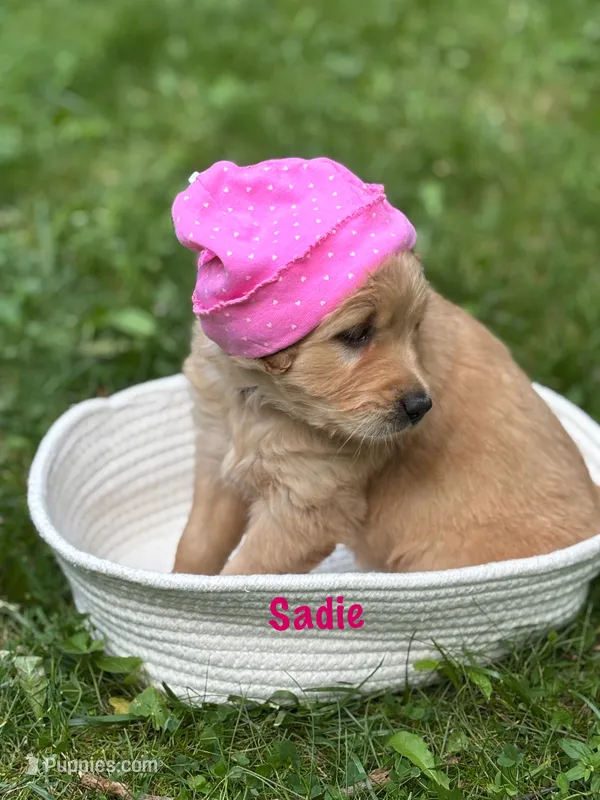 Sadie – Golden Retriever puppy for sale in Grantsville, MD
