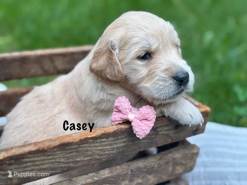 Casey – Golden Retriever puppy for sale in Grantsville, MD