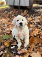 Korie , a female English Cream Golden Retriever for sale in Grantsville, MD – 4 of 9