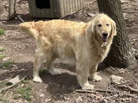 Holly, a female Golden Retriever for sale in Grantsville, MD – 4 of 4