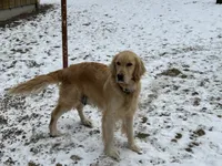Kelly , a female Golden Retriever for sale in Grantsville, MD – 8 of 8