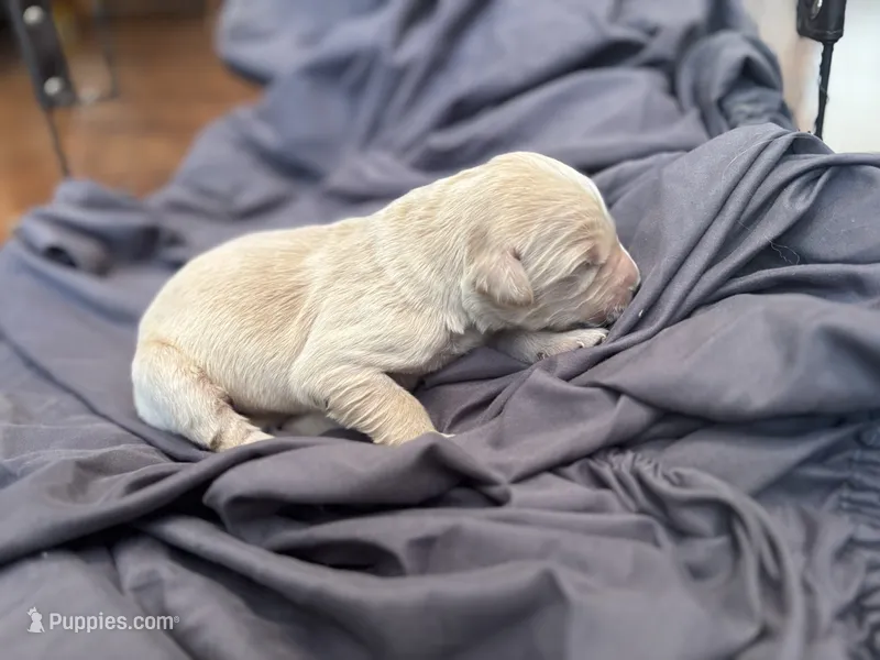 Beau – Golden Retriever puppy for sale in Grantsville, MD