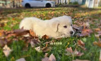 Jessica , a female English Cream Golden Retriever for sale in Grantsville, MD – 2 of 9