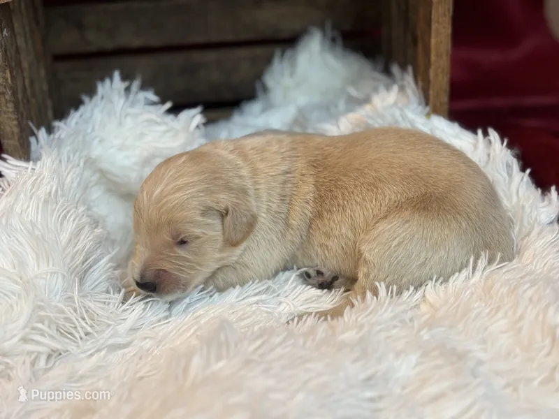 Monty, a male Golden Retriever for sale in Grantsville, MD – 1 of 3