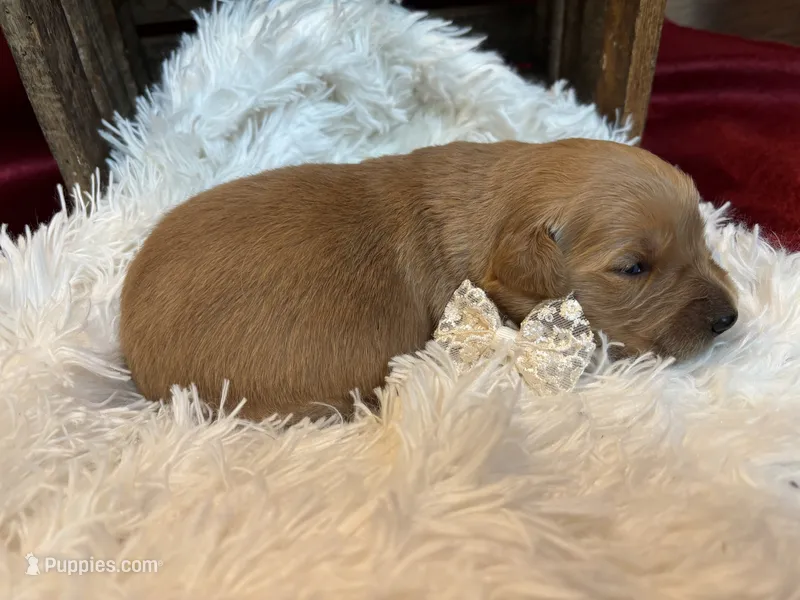 Molly – Golden Retriever puppy for sale in Grantsville, MD