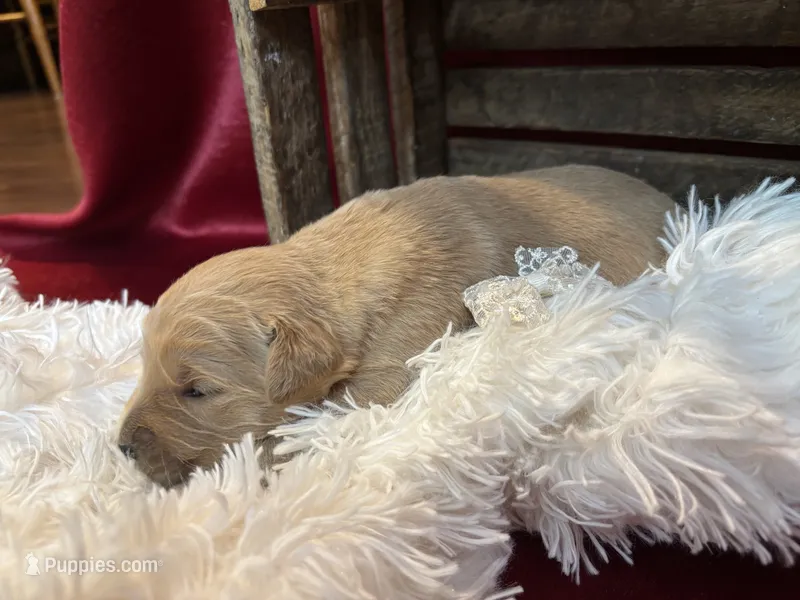 Kelly  – Golden Retriever puppy for sale in Grantsville, MD