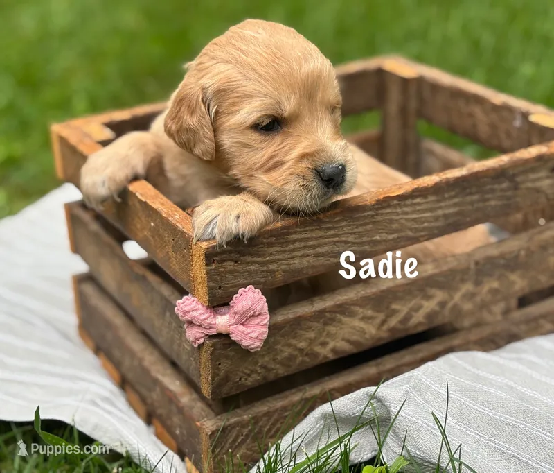 Sadie – Golden Retriever puppy for sale in Grantsville, MD