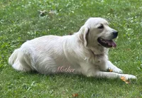 Korie , a female English Cream Golden Retriever for sale in Grantsville, MD – 7 of 9