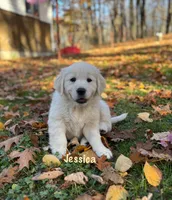 Jessica , a female English Cream Golden Retriever for sale in Grantsville, MD – 1 of 9