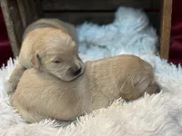 Carrie, a female Golden Retriever for sale in Grantsville, MD – 4 of 4