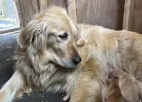 Sam, a male Golden Retriever for sale in Grantsville, MD – 2 of 2