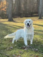 Jessica , a female English Cream Golden Retriever for sale in Grantsville, MD – 9 of 9