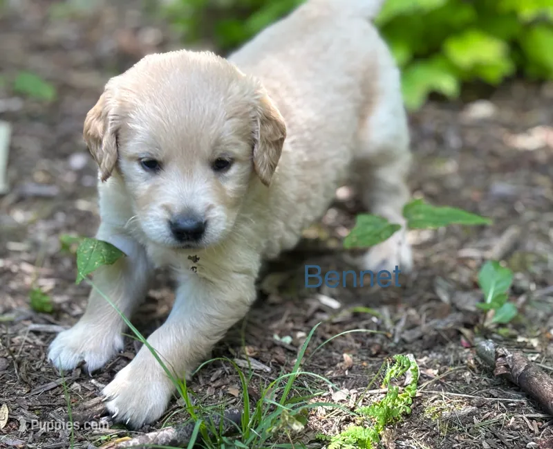 Bennet – Golden Retriever puppy for sale in Grantsville, MD