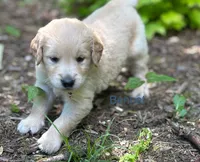 Bennet, a male Golden Retriever for sale in Grantsville, MD – 2 of 6