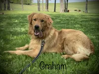 Holly, a female Golden Retriever for sale in Grantsville, MD – 2 of 4