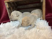 Monty, a male Golden Retriever for sale in Grantsville, MD – 3 of 3