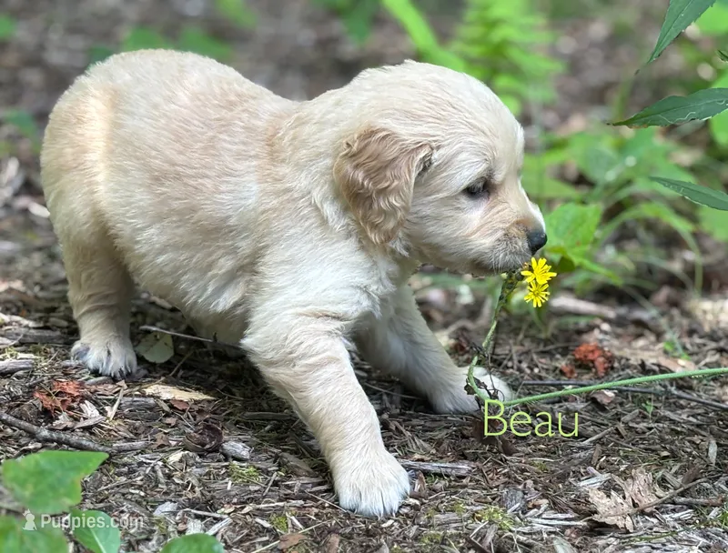 Beau – Golden Retriever puppy for sale in Grantsville, MD