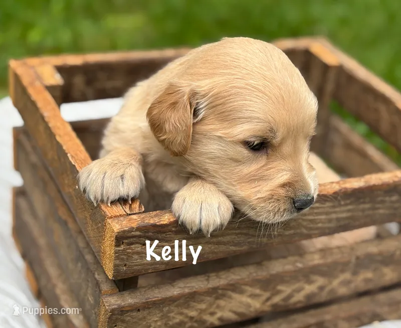 Kelly  – Golden Retriever puppy for sale in Grantsville, MD