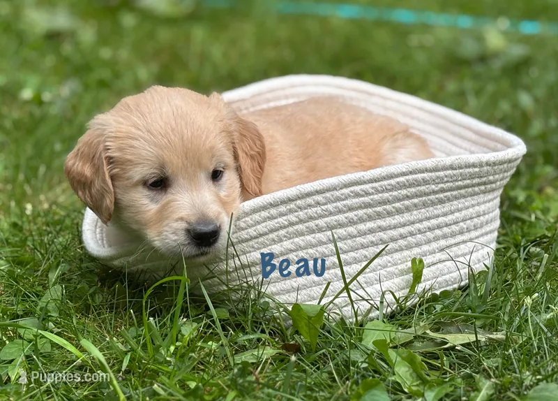 Beau – Golden Retriever puppy for sale in Grantsville, MD