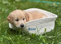 Beau, a male Golden Retriever for sale in Grantsville, MD – 1 of 8