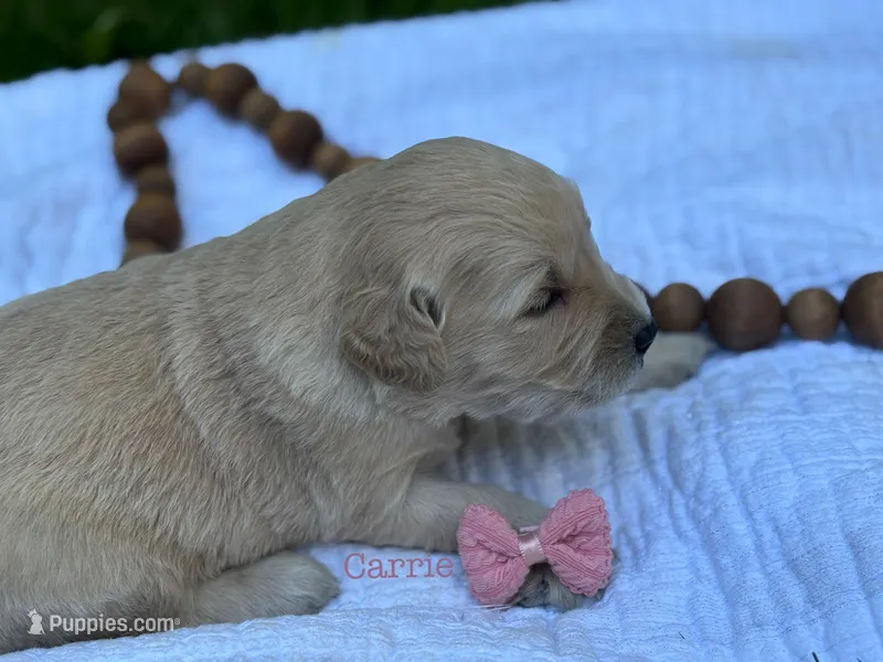 Carrie – Golden Retriever puppy for sale in Grantsville, MD