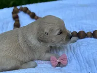 Carrie, a female Golden Retriever for sale in Grantsville, MD – 3 of 6