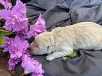 Casey, a female Golden Retriever for sale in Grantsville, MD – 2 of 2