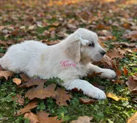Korie , a female English Cream Golden Retriever for sale in Grantsville, MD – 2 of 9