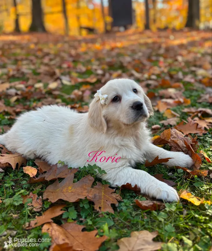 Korie  – English Cream Golden Retriever puppy for sale in Grantsville, MD