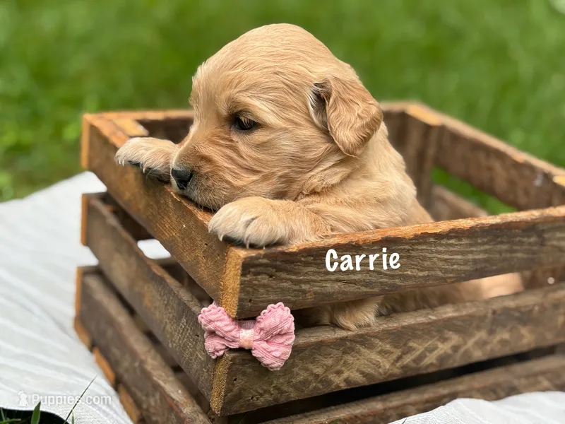 Carrie – Golden Retriever puppy for sale in Grantsville, MD