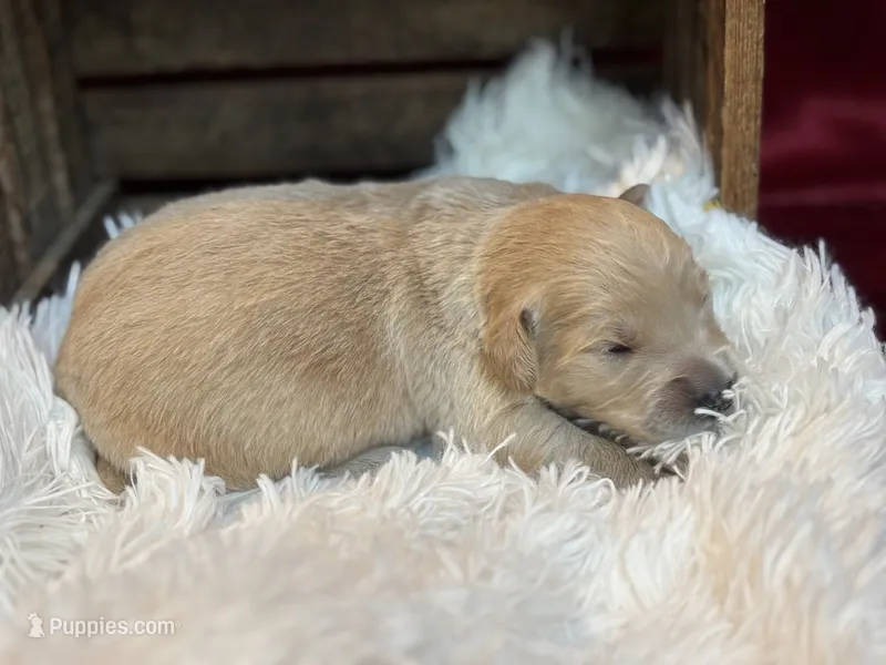 Beau – Golden Retriever puppy for sale in Grantsville, MD