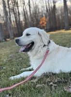 Kay, a female English Cream Golden Retriever for sale in Grantsville, MD – 3 of 7